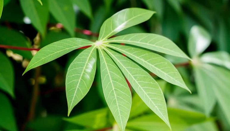 6 Keuntungan dan Kerugian Mengonsumsi Daun  Singkong  